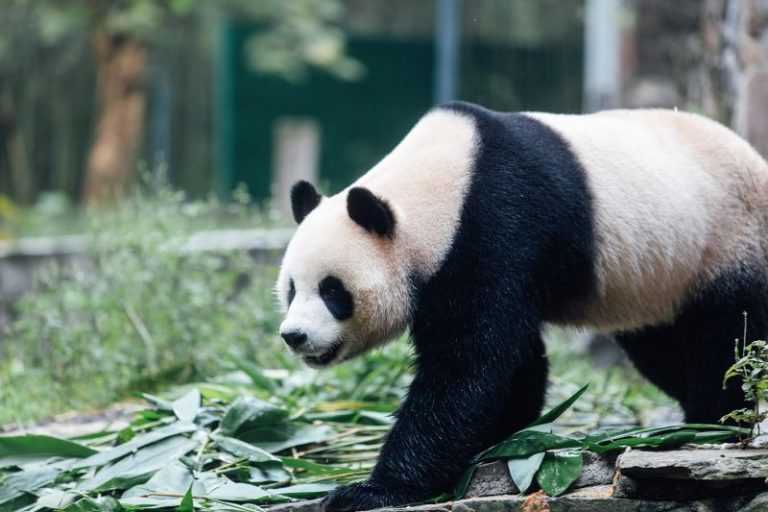 Panda pair arrive to VIP welcome in Hong Kong, as Beijing marks 75 years of communist China