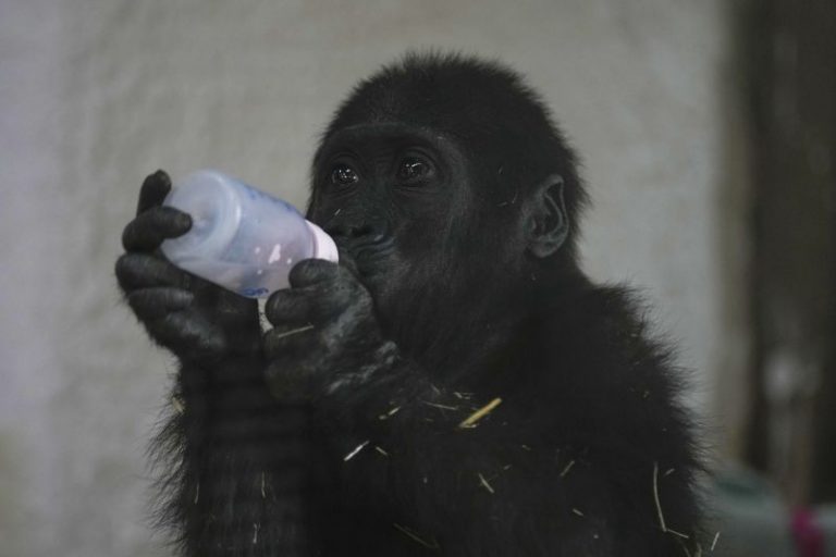 Baby gorilla rescued from cargo hold of Turkish Airlines plane