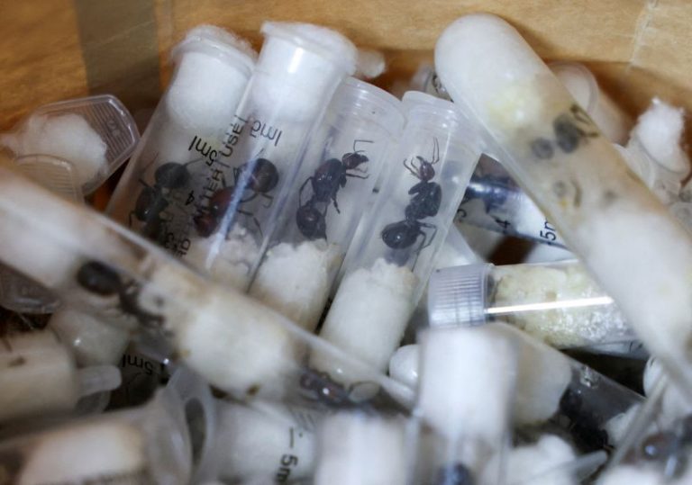 Belgian teens arrested with 5,000 smuggled ants as Kenya warns of changing trafficking trends